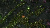 StarCraft II : Heart of the Swarm - Screenshot 6
